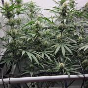 CCG / Sensi Malibu OG Gold