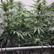 CCG / Sensi Malibu OG Gold