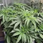 ShopSeedsNotBombs