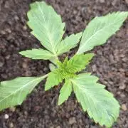 Sensis Cherry Strudel