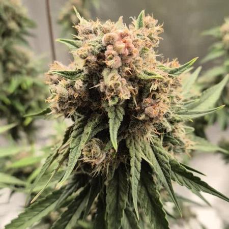 Kekse aus den Tropen