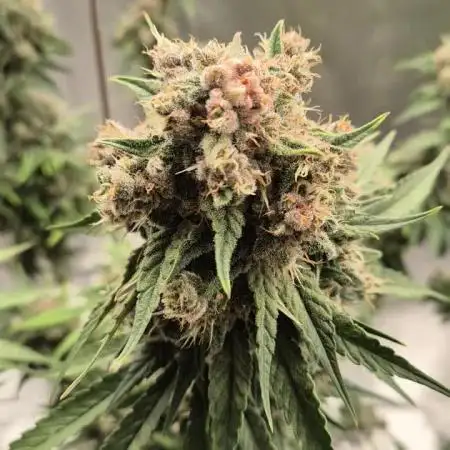 Kekse aus den Tropen