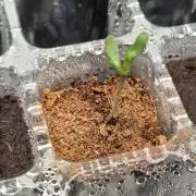 Lazyboyseeds Baked in Hossegor