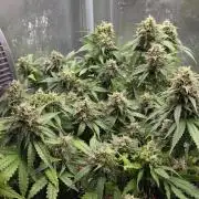Kannabia Sunset Sherbet Go Fast