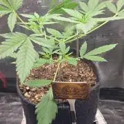 CCG / Sensi Malibu OG Gold