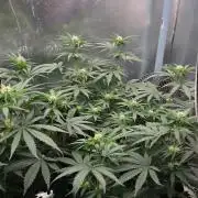 T.H.Seeds Bubble Banana Gum