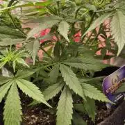 Eternity Grow Cup 2026