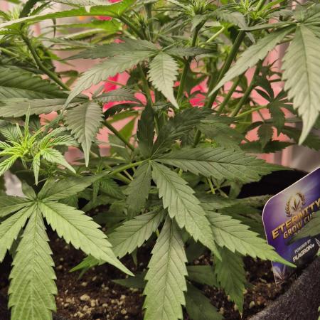 Eternity Grow Cup 2026