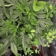 Afghan Noir
