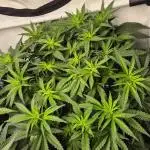 Kush für Karen