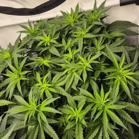 Kush für Karen
