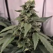 Kannabias Karibbean Mango