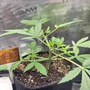 CCG / Sensi Malibu OG Gold