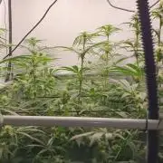 CCG / Sensi Malibu OG Gold