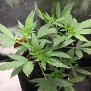 CCG / Sensi Malibu OG Gold