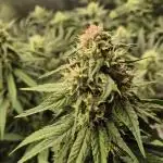 Kekse aus den Tropen