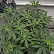 Kannabia Sunset Sherbet Go Fast
