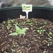 T.H.Seeds Bubble Banana Gum