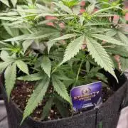 Eternity Grow Cup 2026