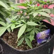 Eternity Grow Cup 2026