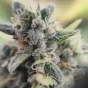 Gorillamelon (Pringles-Cup)