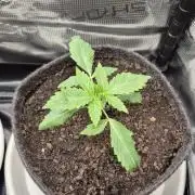 Sensis Cherry Strudel