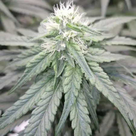 Kush für Karen