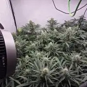 Kannabias Cherry Dream