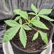 Sensis Cherry Strudel