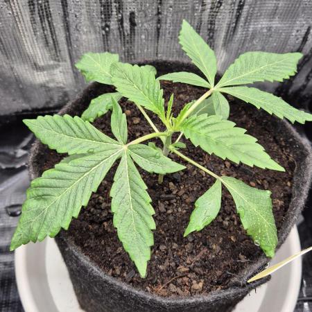 Sensis Cherry Strudel