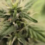 Kannabia Sunset Sherbet Go Fast