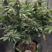 Kannabia Sunset Sherbet Go Fast