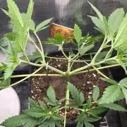CCG / Sensi Malibu OG Gold