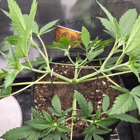 CCG / Sensi Malibu OG Gold