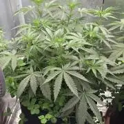 Afghan Noir