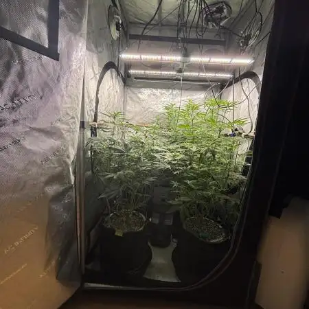 45-50 Days flowering