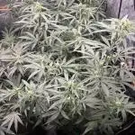 45-50 Days flowering