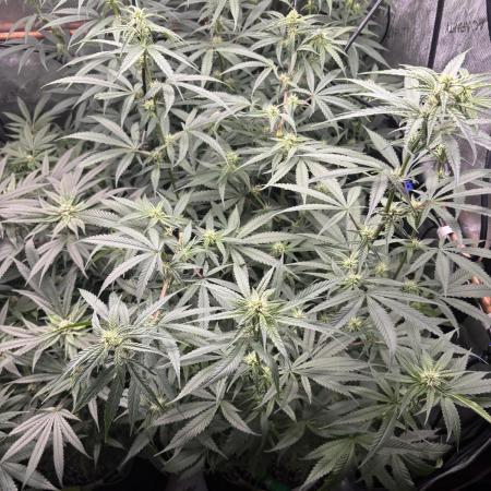 45-50 Days flowering