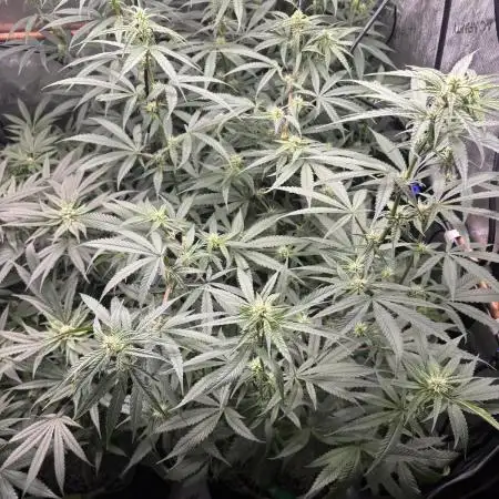 45-50 Days flowering