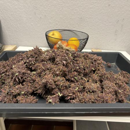 BananaPurpelPunch plagron terragrow