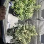TPB Wedding Glue fast buds