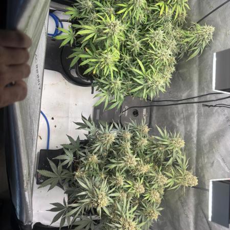 TPB Wedding Glue fast buds