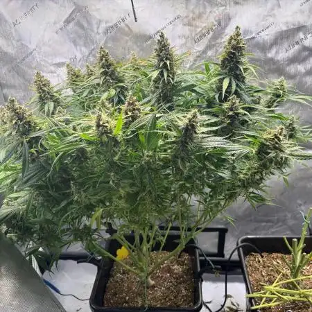 Gorilla Cookies