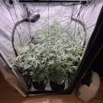 45-50 Days flowering