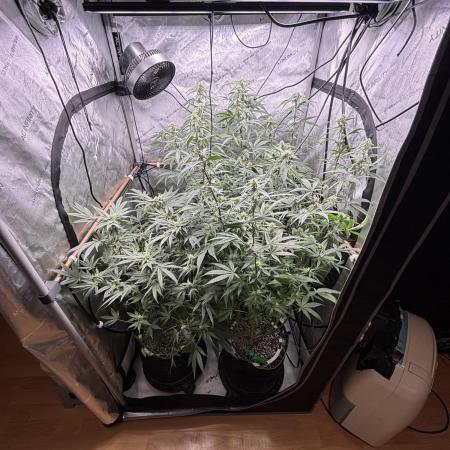 45-50 Days flowering