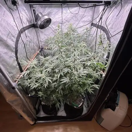 45-50 Days flowering