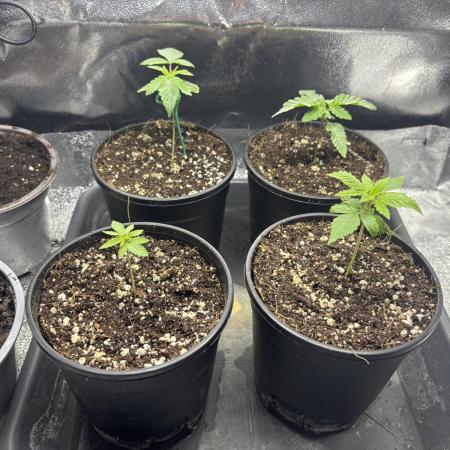 45-50 Days flowering