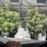 TPB Wedding Glue fast buds