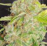 Royal Queen Dwarf