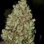 White Widow *First Photoperiod*